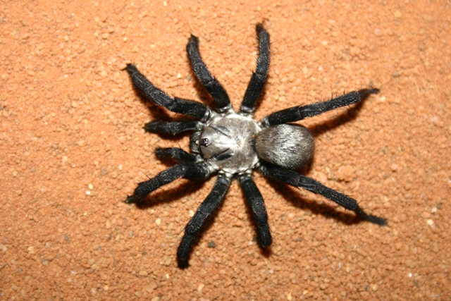 Araneae - Idiomatta, male